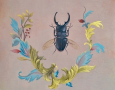 Scarabée